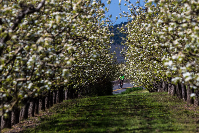 Hood River Valley Blossoms