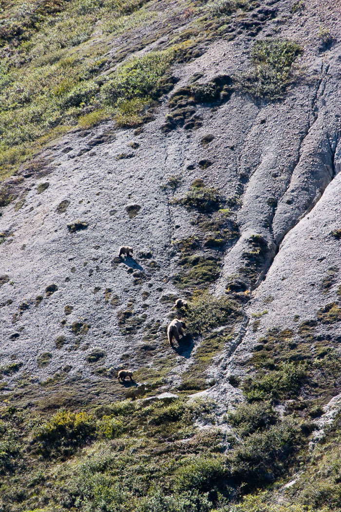 Denali National Park and State Park