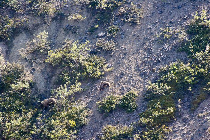 Denali National Park and State Park