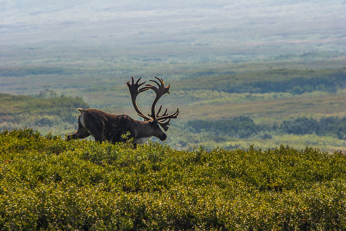 Denali National Park and State Park