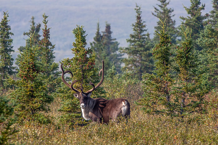 Denali National Park and State Park