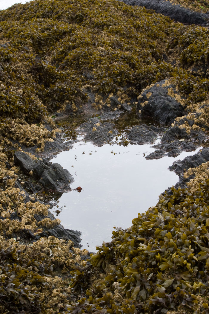 Coastal Southeast Alaska - Petersburg area