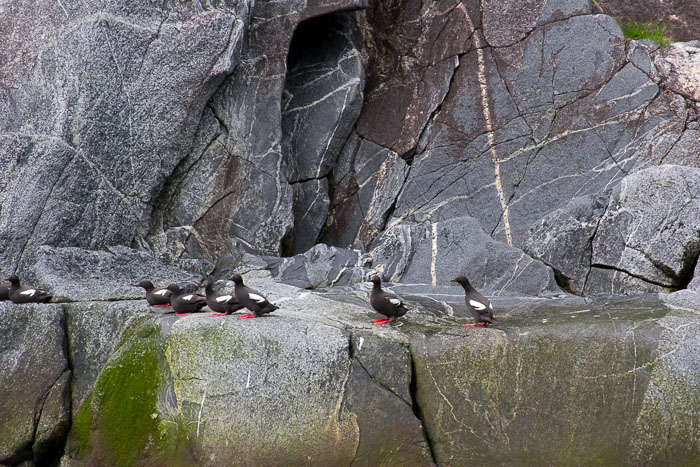 Tracy Arm - Ford's Terror Wilderness