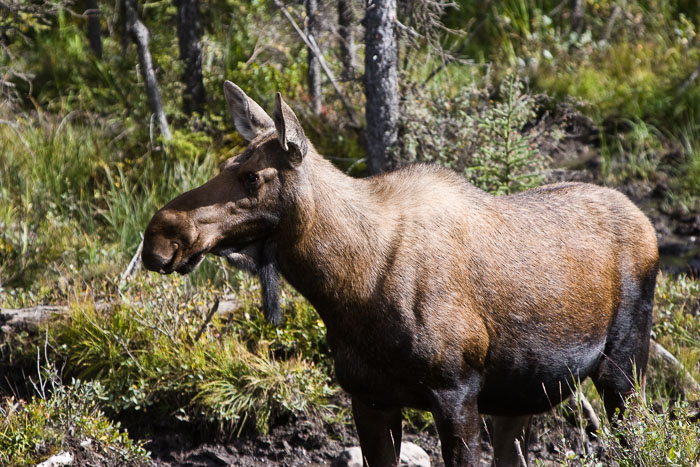Alaska-Canada Highway
