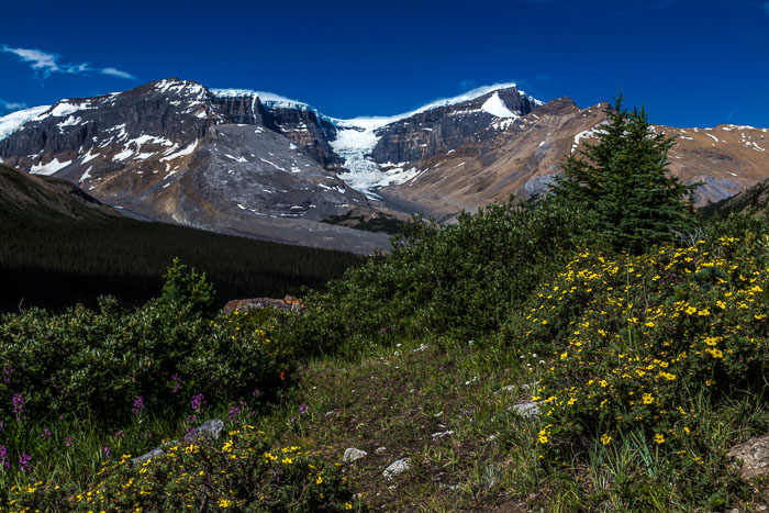 Columbia Icefields Area Columbia Icefields Area