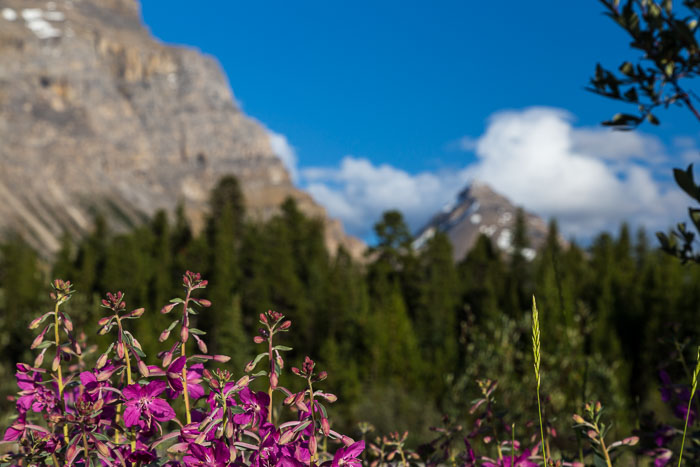 Along the Icefields Parkway - Banff Section Along the Icefields Parkway - Banff Section