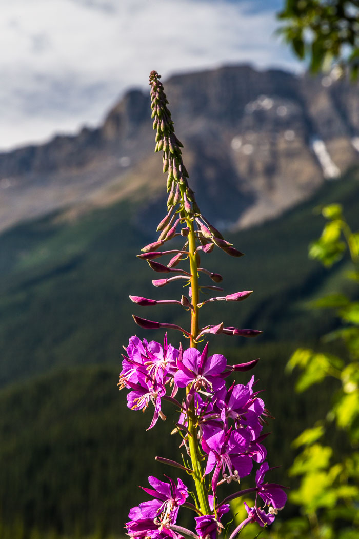 Along the Icefields Parkway - Banff Section