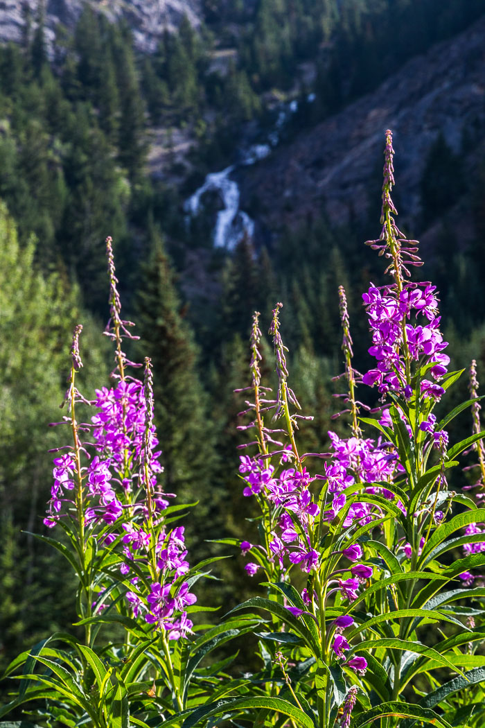 Along the Icefields Parkway - Banff Section Along the Icefields Parkway - Banff Section