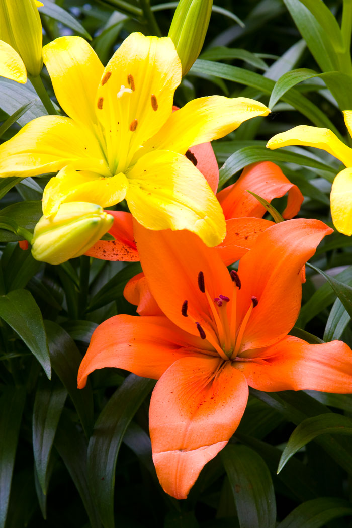 Washington DC - Monuments, Museums and Gardens