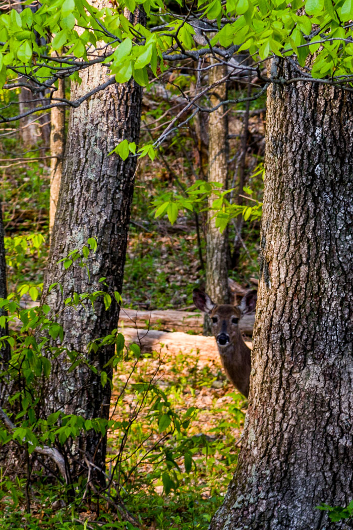 Shenandoah National Park