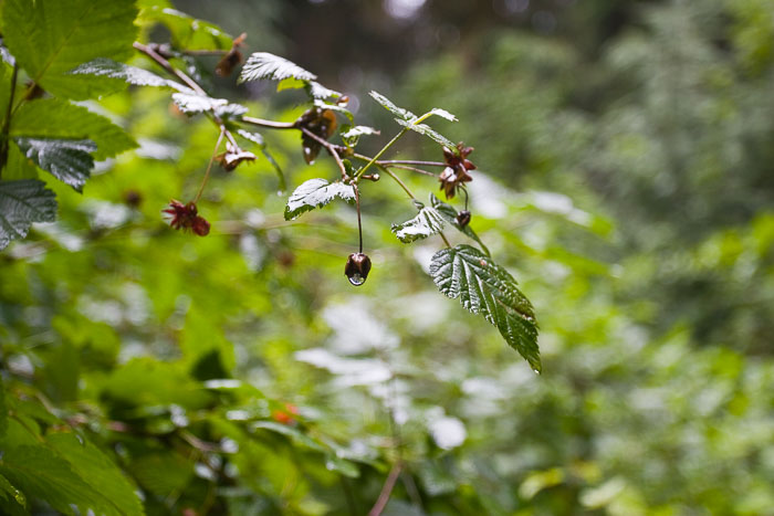 Olympic National Park