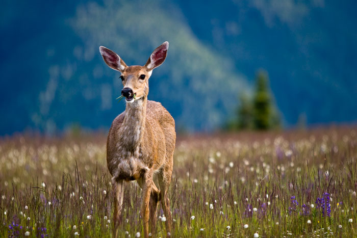Olympic National Park