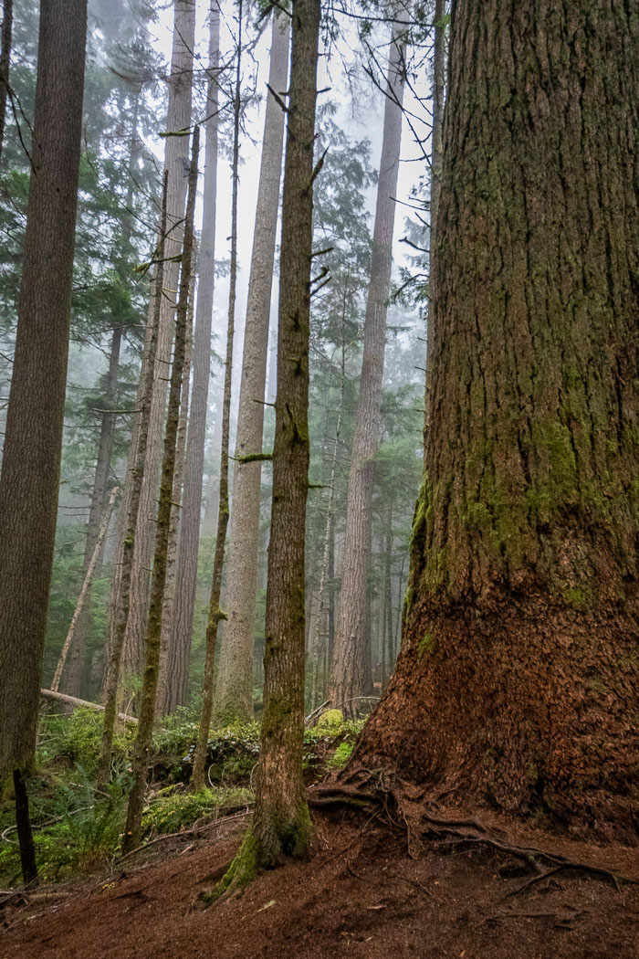 Olympic National Park