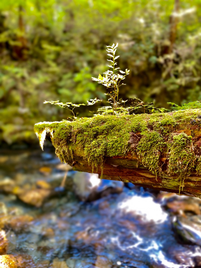 Olympic National Park