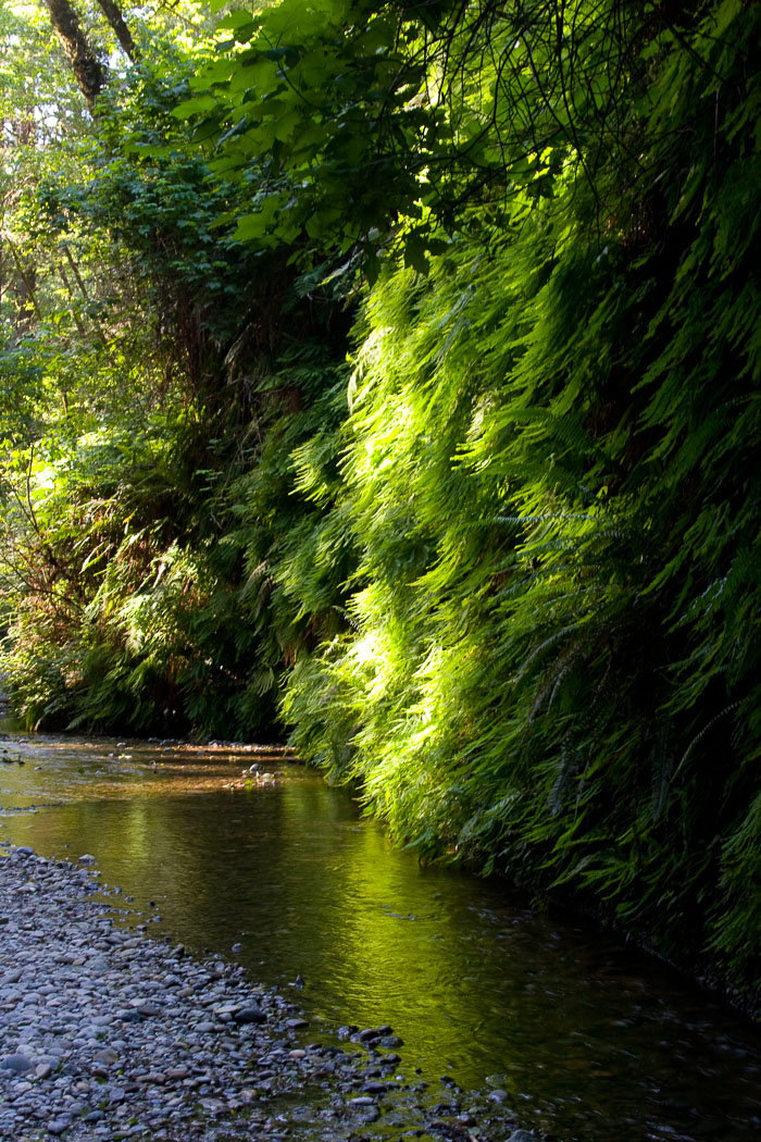 Redwoods National and State Parks