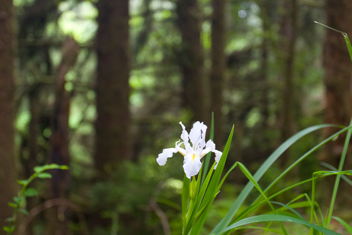 Redwoods National and State Parks