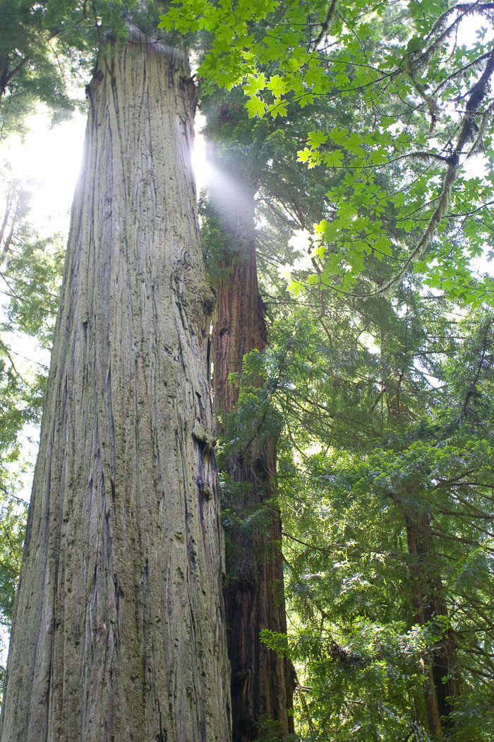 Redwoods National and State Parks
