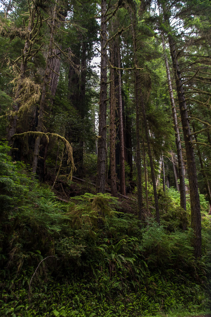 Redwoods National and State Parks