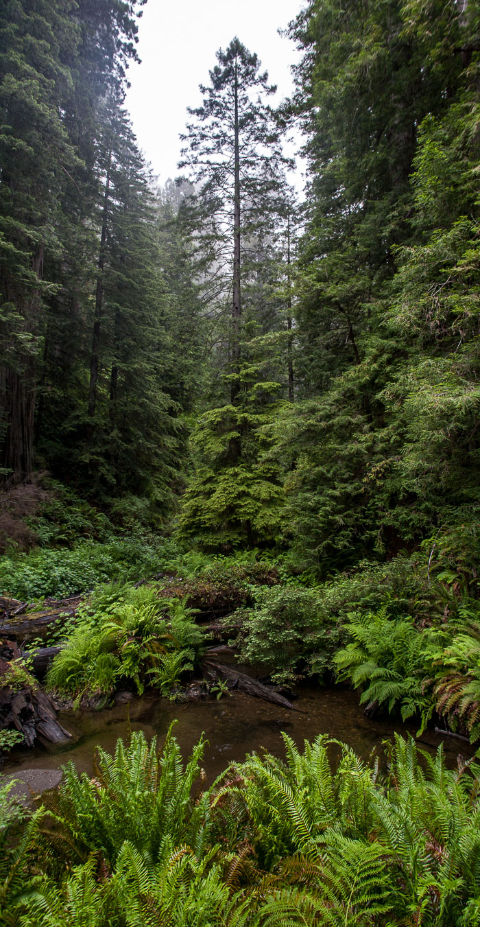 Redwoods National and State Parks
