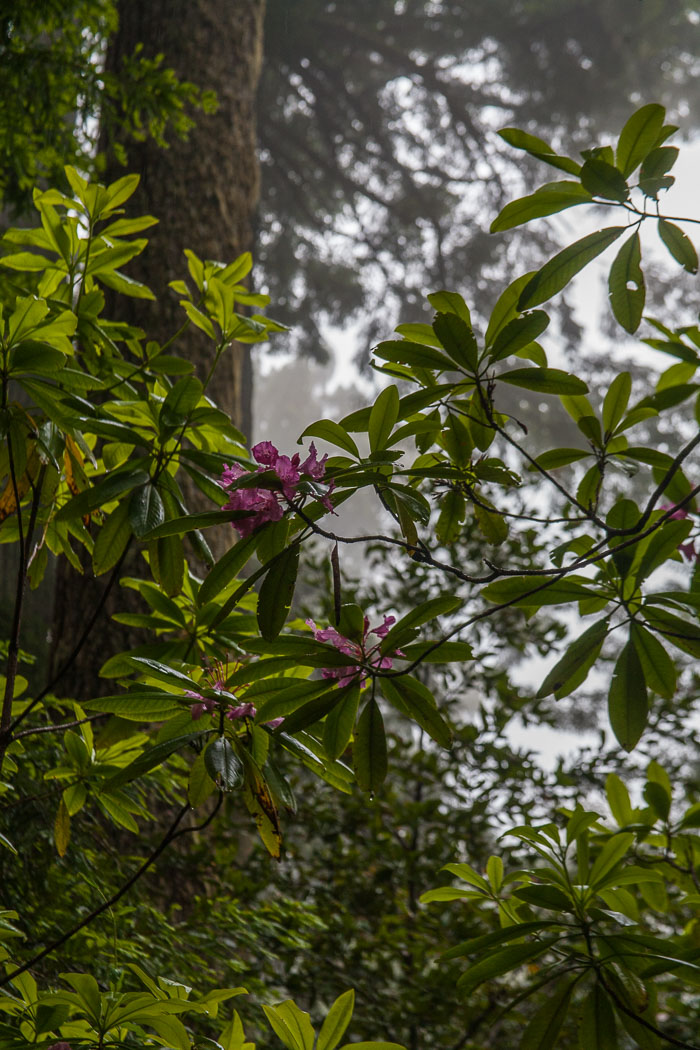 Redwoods National and State Parks