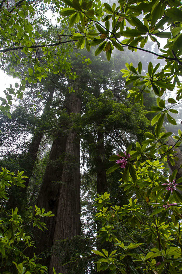 Redwoods National and State Parks