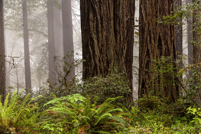 Redwoods National and State Parks
