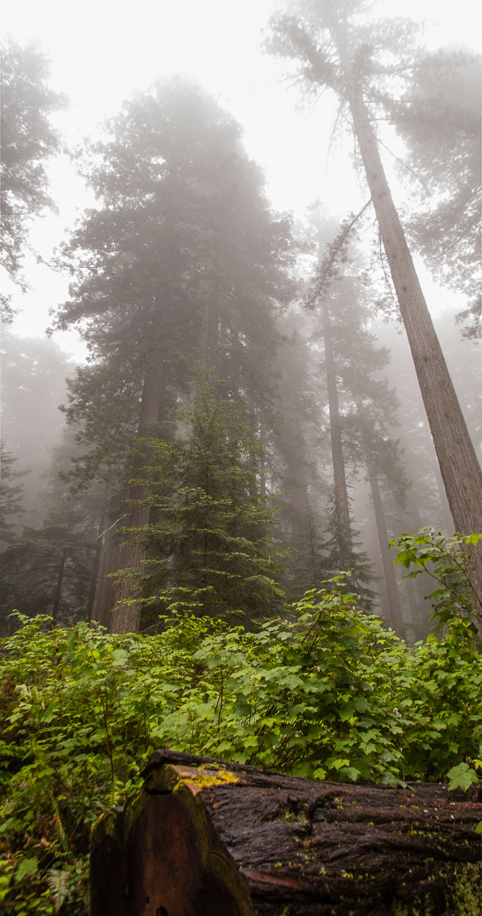 Redwoods National and State Parks