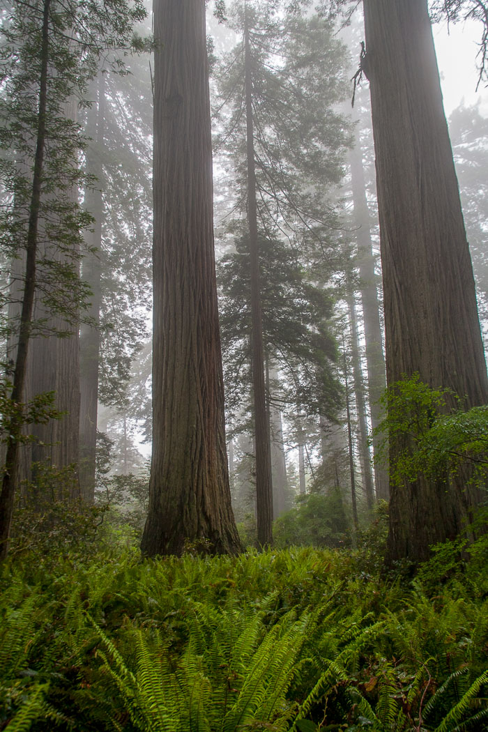 Redwoods National and State Parks