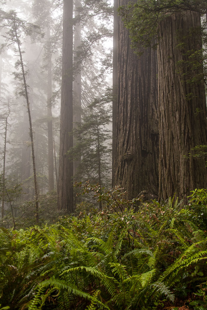 Redwoods National and State Parks