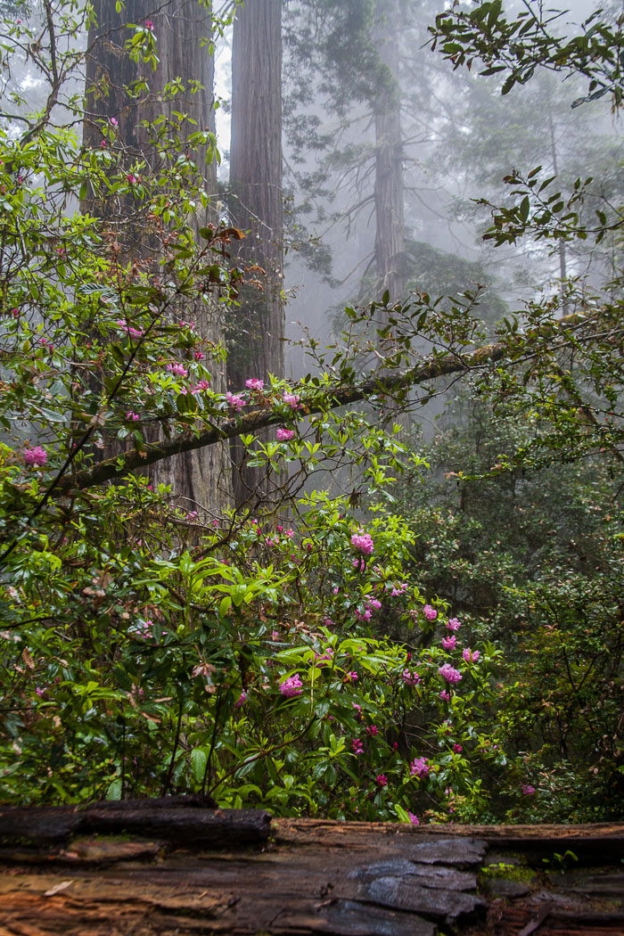 Redwoods National and State Parks