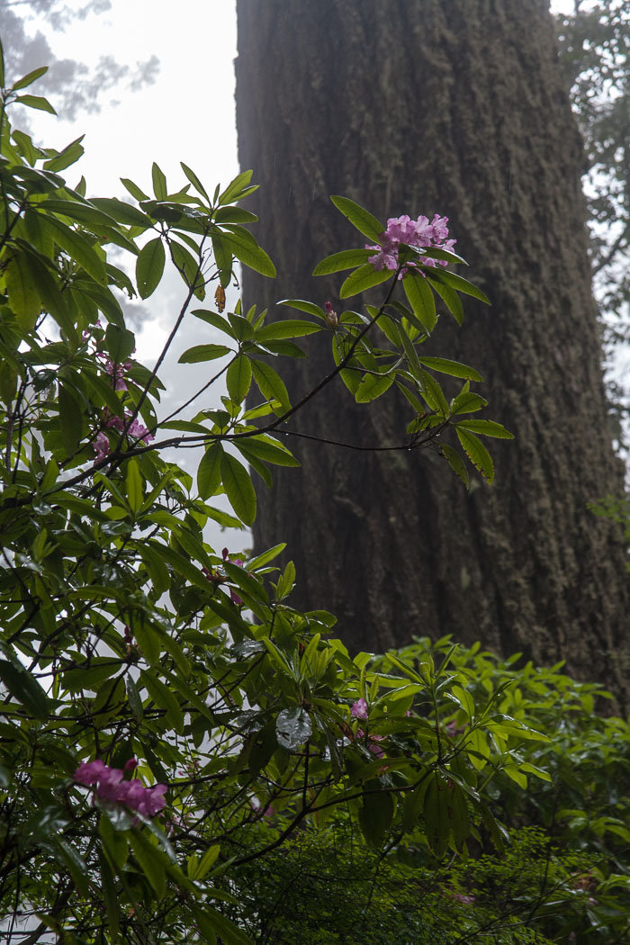 Redwoods National and State Parks