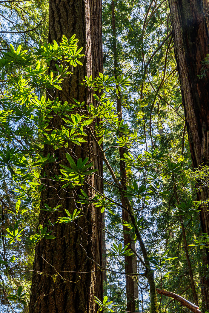 Redwoods National and State Parks