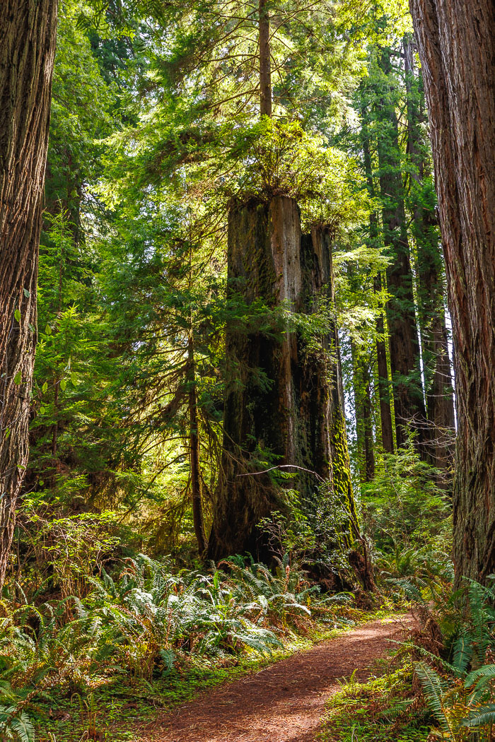 Redwoods National and State Parks