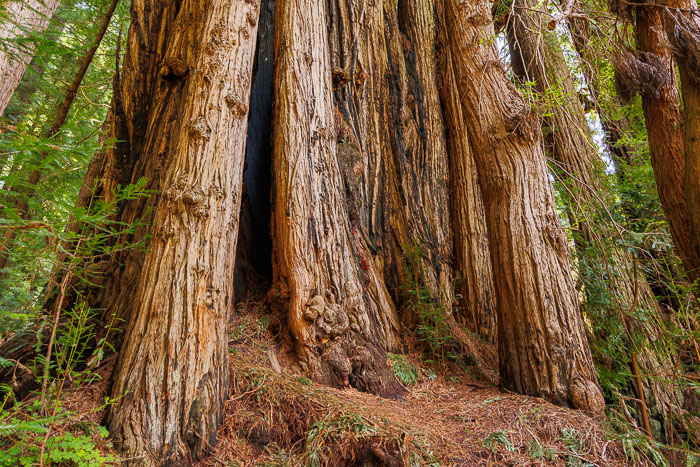 Redwoods National and State Parks