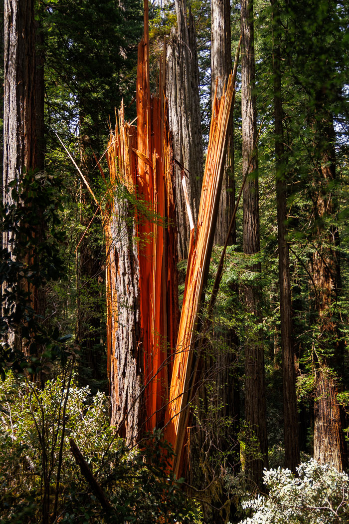 Redwoods National and State Parks