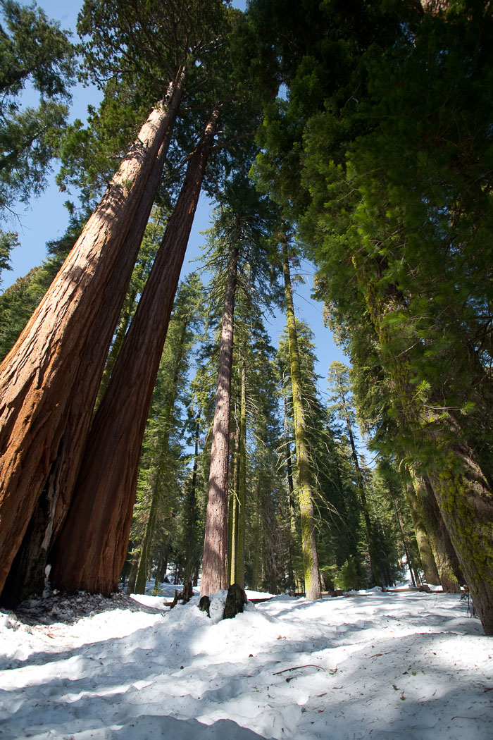 Sequoia-Kings Canyon