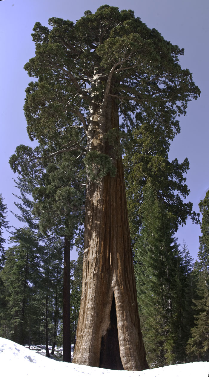 Sequoia-Kings Canyon