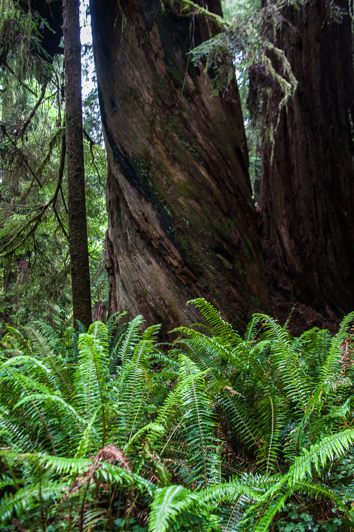 Pacific Region National Parks, Monuments, and Scenic Areas