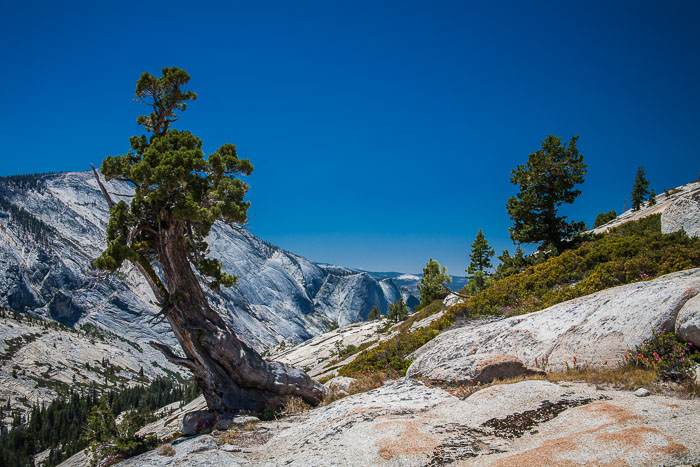 Yosemite Highcountry