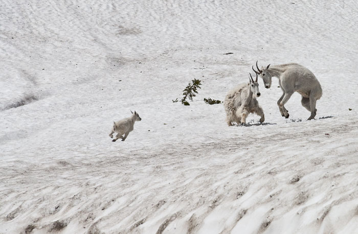 Going To The Sun Rd and Logan Pass