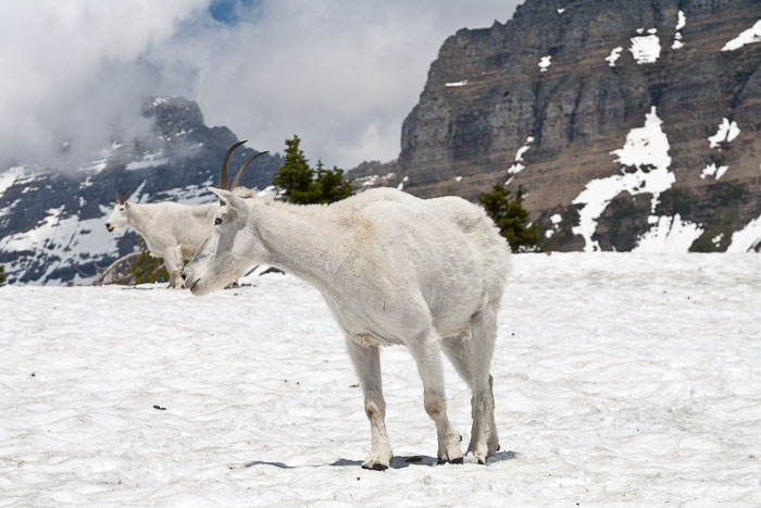 Going To The Sun Rd and Logan Pass