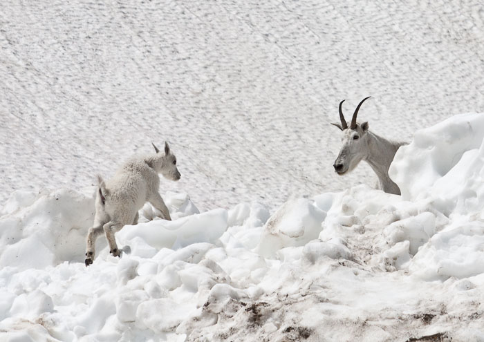 Going To The Sun Rd and Logan Pass
