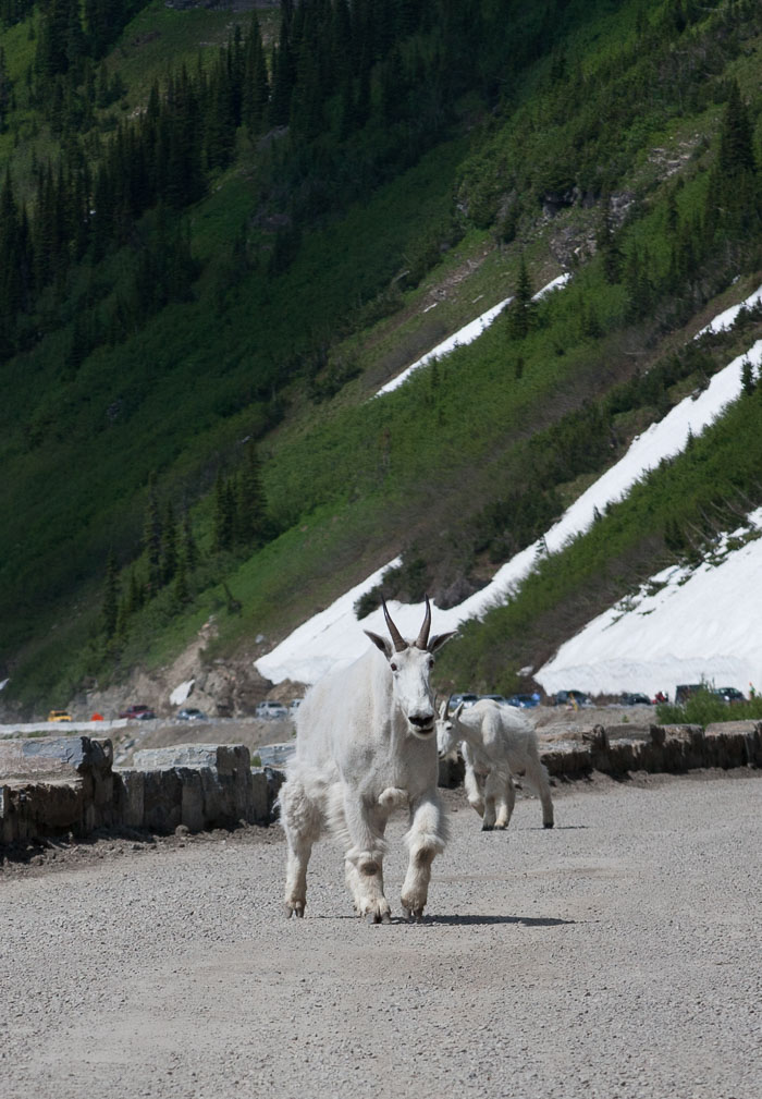 Going To The Sun Rd and Logan Pass