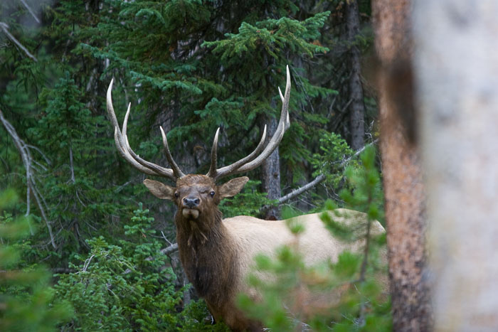 Yellowstone - Charismatic Megafauna