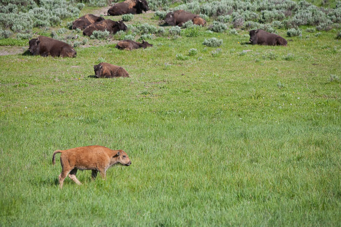 Yellowstone - Charismatic Megafauna Yellowstone - Charismatic Megafauna