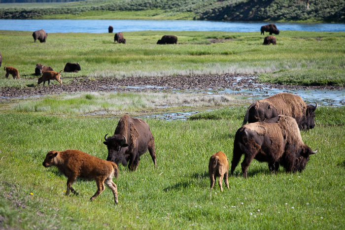 Yellowstone - Charismatic Megafauna