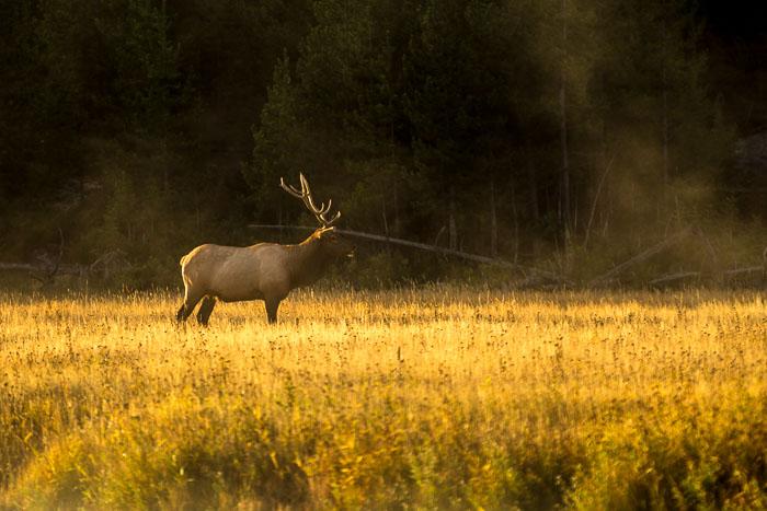 Yellowstone - Charismatic Megafauna