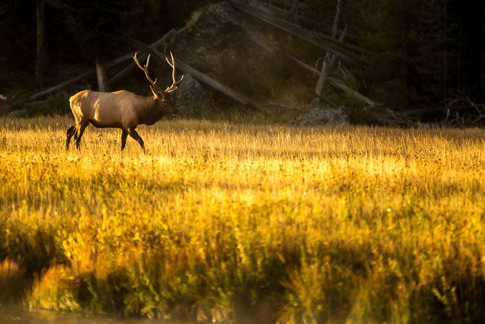 Yellowstone - Charismatic Megafauna