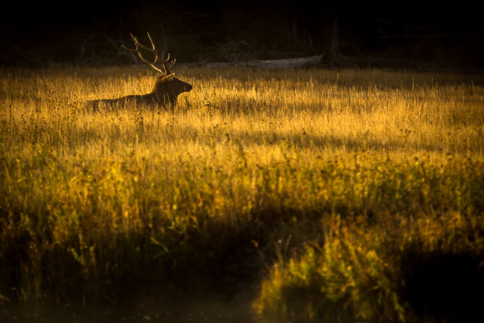 Yellowstone - Charismatic Megafauna