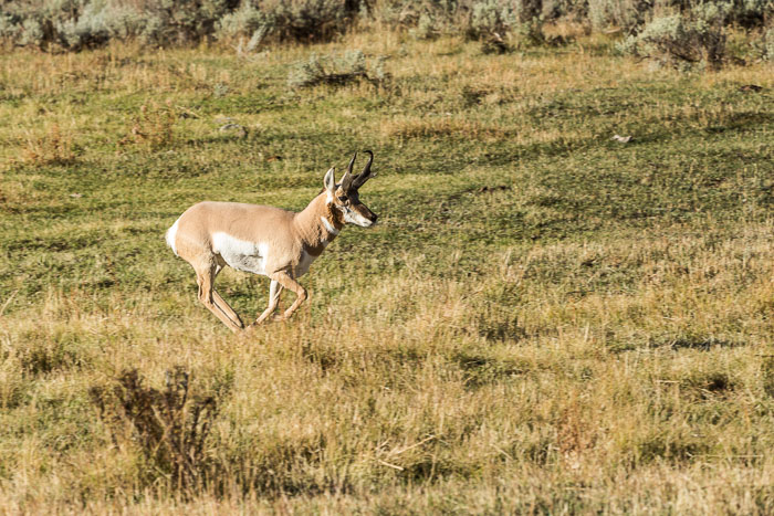 Yellowstone - Charismatic Megafauna Yellowstone - Charismatic Megafauna